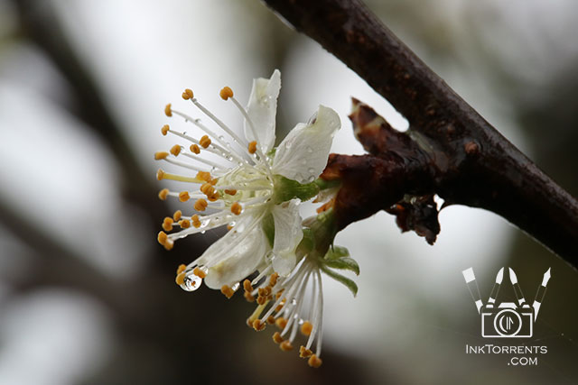 Spring Blossoms in the rain in Napa @ InkTorrents.com by Soma Acharya