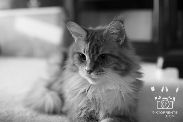 My Cat Tavish photo by Soma Acharya InkTorrents Graphics @ InkTorrents.com