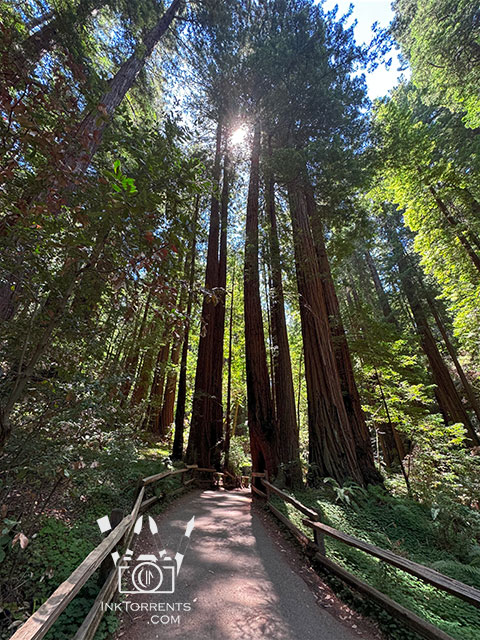 Muir Woods by Soma Acharya InkTorrents Graphics @ InkTorrents.com