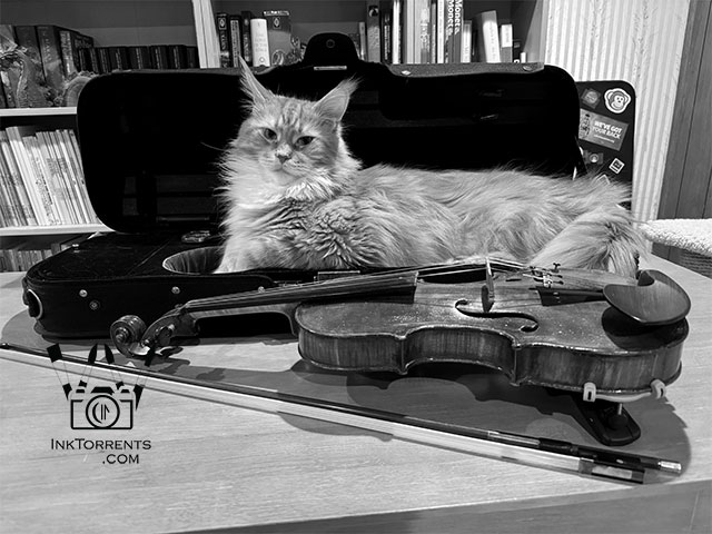 Tavish the cat in a violin case by Soma Acharya InkTorrents Graphics @ InkTorrents.com