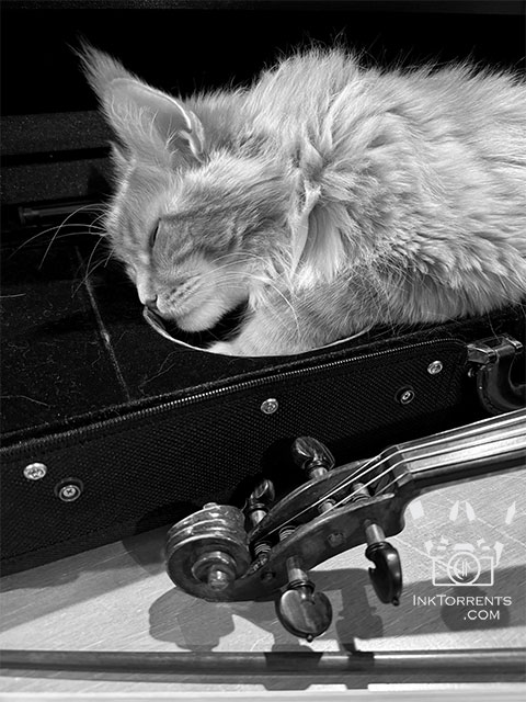 Tavish the cat in a violin case by Soma Acharya InkTorrents Graphics @ InkTorrents.com