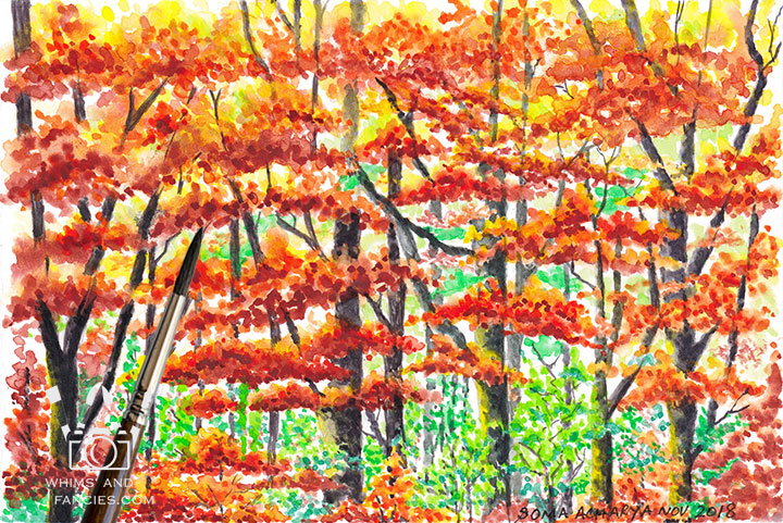 October Colours – Autumn Forest Walk