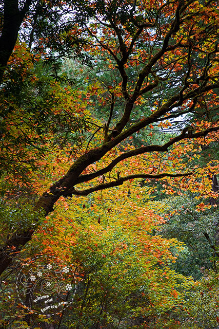 Wandering Camera – Muir Woods